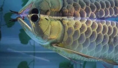 龍魚怎么喂，龍魚喂養方法