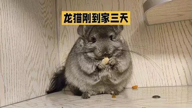 如何安全地引入新龍貓？