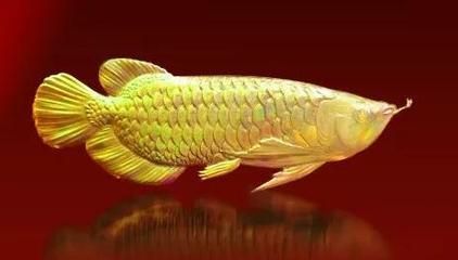 金龍魚畫的寓意和象征意義，金龍魚畫的寓意和象征意義是多方面的金龍魚的寓意和象征意義