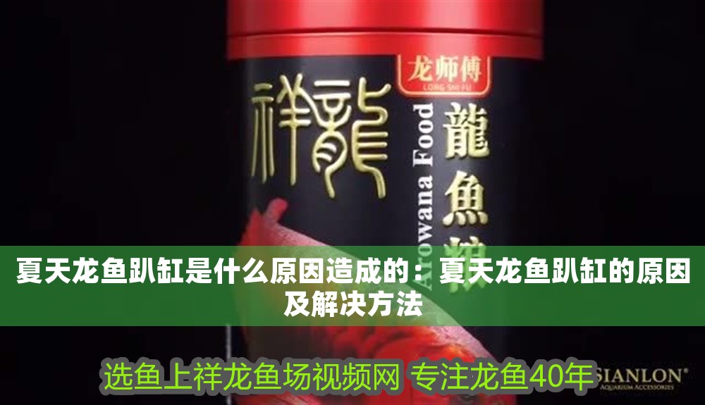 夏天龍魚(yú)趴缸是什么原因造成的：夏天龍魚(yú)趴缸的原因及解決方法