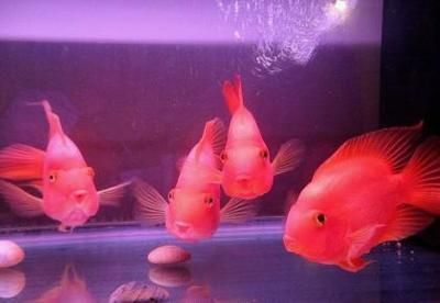 鸚鵡魚混養注意事項：鸚鵡魚混養的注意事項