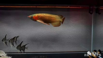 20厘米龍魚喂多少：20厘米的龍魚喂食量需要根據生長階段和周邊的水質環境來決定