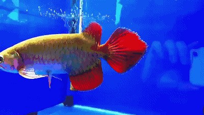 紅龍魚鰭發黑怎么治療（紅龍魚魚鰭發黑怎么辦） 紅龍魚鰭發黑怎么治療（紅龍魚魚鰭發黑怎么辦） 龍魚百科 第4張