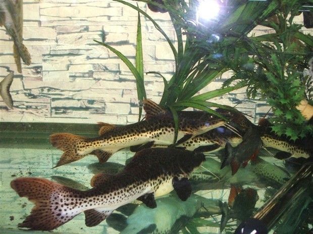 龍魚可以和鯊魚一起飼養嗎圖片大全