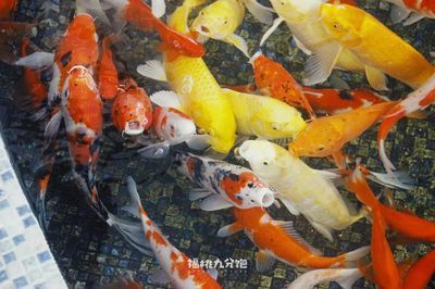 銀龍魚時不時的張嘴（為什么銀龍魚時不時張嘴？）