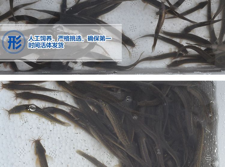 龍魚吃凍泥鰍好嗎：龍魚吃凍泥鰍既有優點也有缺點以下是具體的分析