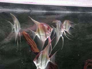 埃及神仙魚適宜的水草種類，埃及神仙魚的水草種類