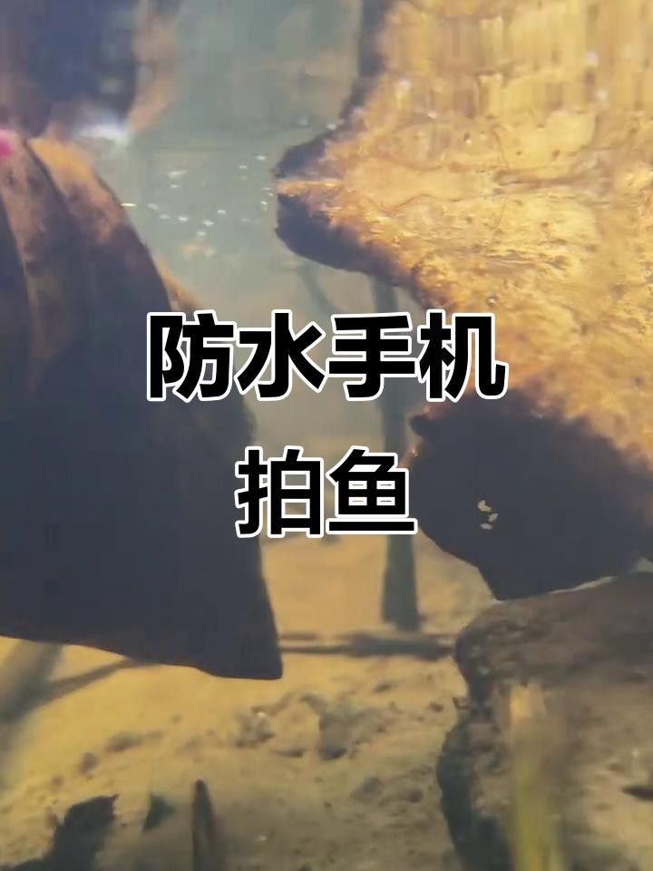 有哪些手機適合拍攝龍魚？ 有哪些手機適合拍攝龍魚？ 龍魚百科 第2張