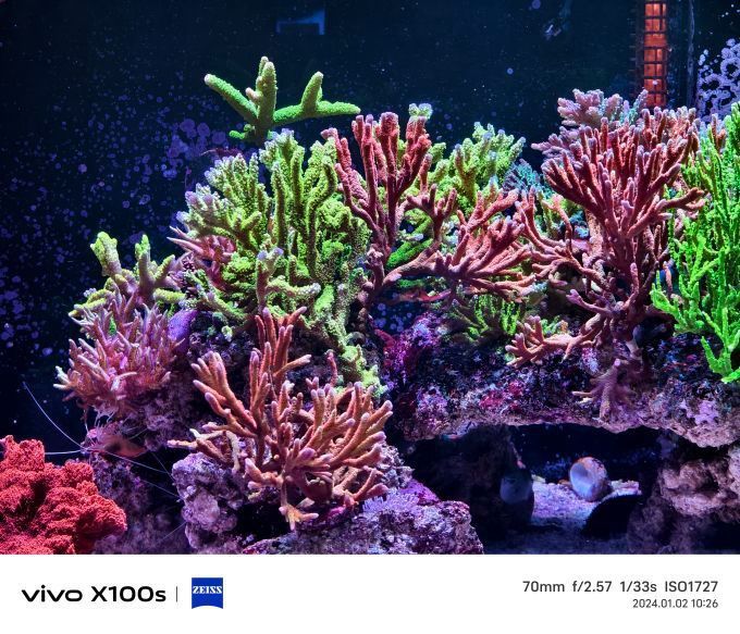 有哪些手機適合拍攝龍魚？ 有哪些手機適合拍攝龍魚？ 龍魚百科 第4張