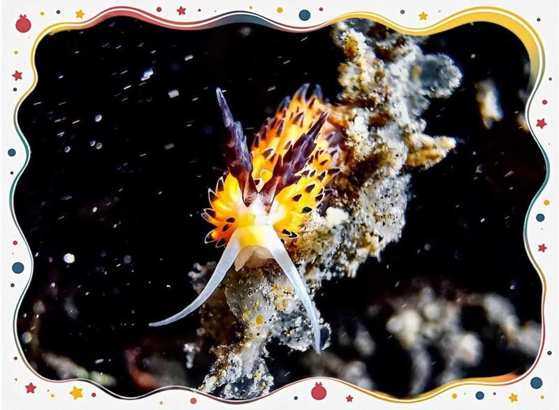 有哪些手機適合拍攝龍魚？ 有哪些手機適合拍攝龍魚？ 龍魚百科 第9張