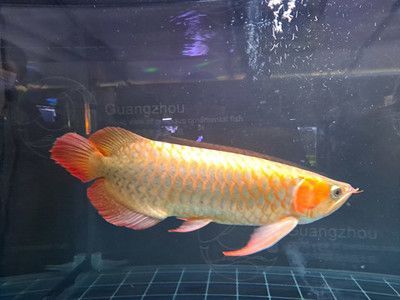 比金龍魚還貴的魚是什么魚：比金龍魚還貴的魚有哪些？