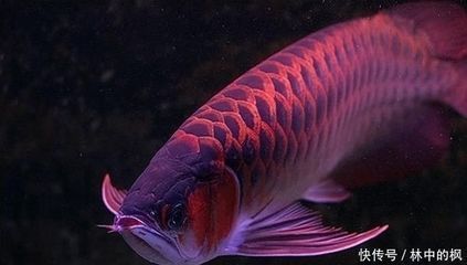 紅龍魚(yú)吃食不猛是怎么回事：為什么紅龍魚(yú)吃食不猛？ 紅龍魚(yú)吃食不猛是怎么回事：為什么紅龍魚(yú)吃食不猛？ 龍魚(yú)百科
