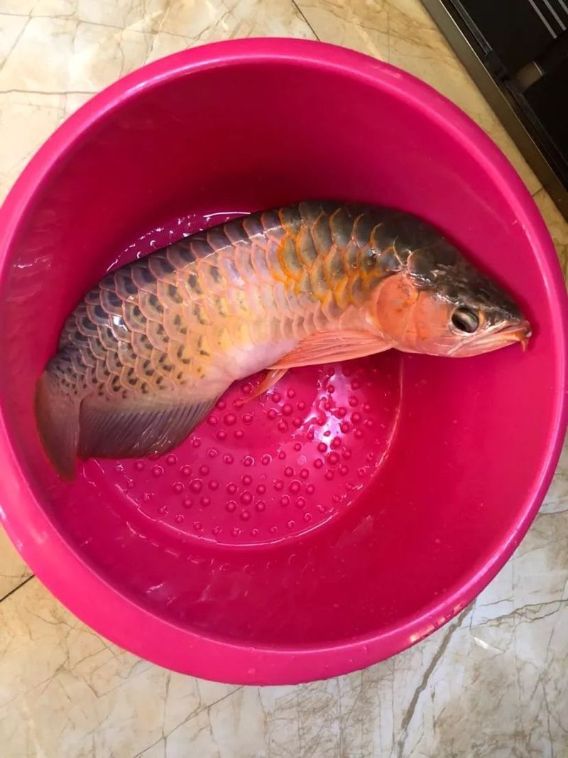 自家養的龍魚能吃嗎
