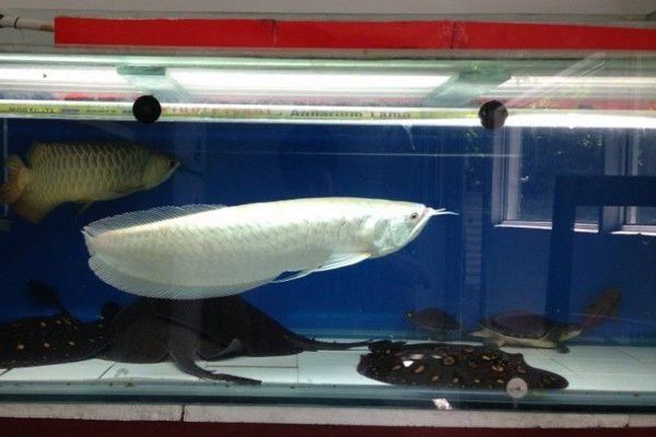 自家養的龍魚能吃嗎