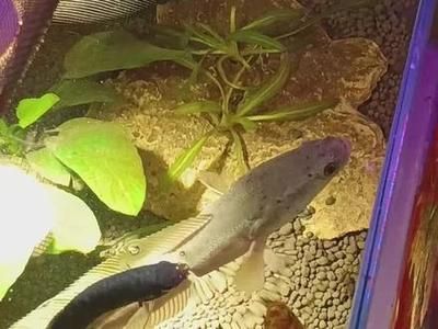 雷龍魚怎么喂不會胖，雷龍魚發(fā)色飼料的選購技巧,雷龍魚腸胃保健的日常措施