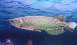 銀龍魚不游了在一個地方能活嗎（銀龍魚不游了可能是因為多種原因）