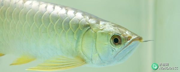 銀龍魚不游了在一個地方能活嗎（銀龍魚不游了可能是因為多種原因）