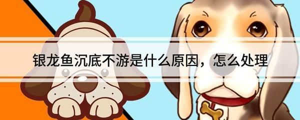 銀龍魚不游了在一個地方能活嗎（銀龍魚不游了可能是因為多種原因）