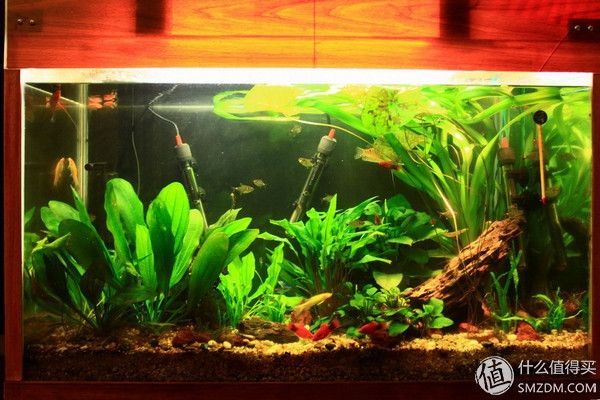 混養水族箱布局優化方法：混養水族箱布局的優化方法