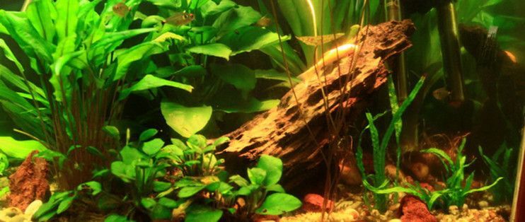 混養水族箱布局優化方法：混養水族箱布局的優化方法