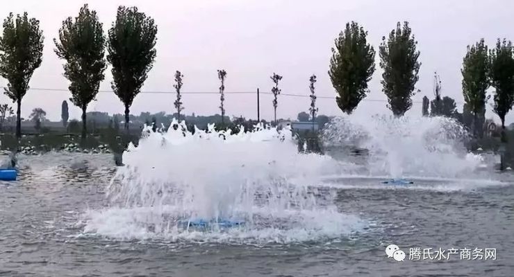 溶解氧對魚苗生長的影響，養殖水體溶解氧對魚苗生長有著至關重要的影響