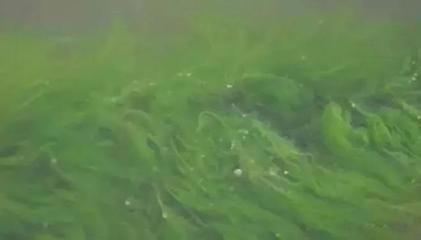 溶解氧對魚苗生長的影響，養殖水體溶解氧對魚苗生長有著至關重要的影響