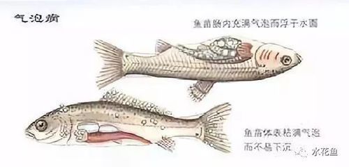 溶解氧對魚苗生長的影響，養(yǎng)殖水體溶解氧對魚苗生長有著至關重要的影響