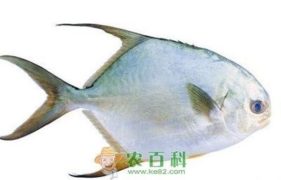 溶解氧對魚苗生長的影響，養(yǎng)殖水體溶解氧對魚苗生長有著至關重要的影響