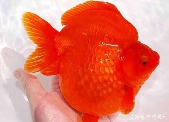 金龍魚(yú)褪色怎么回事：金龍魚(yú)褪色可能由多種因素引起，