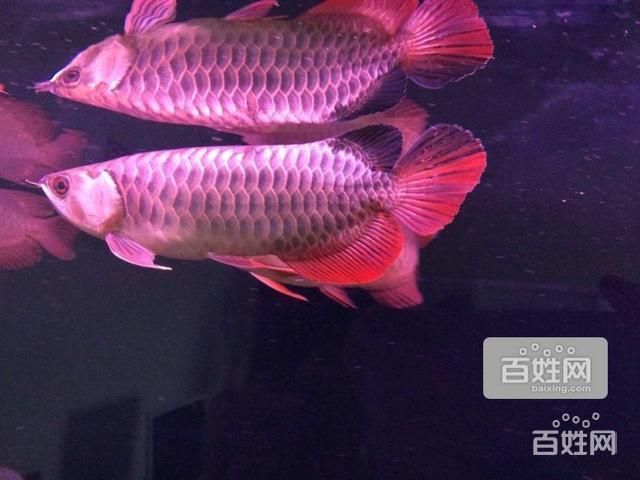 金龍魚配什么魚：適合與金龍魚混養(yǎng)的魚種推薦，血鸚鵡和金龍魚混養(yǎng)的魚種