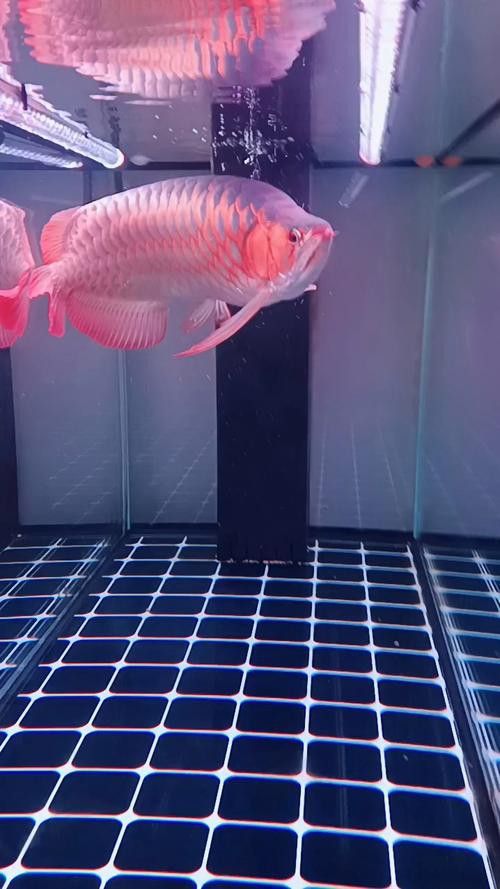 紅龍魚(yú)發(fā)色最佳活餌是什么？