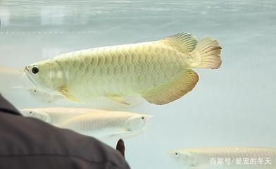 龍魚藥物中毒急救（龍魚藥物中毒急救措施）