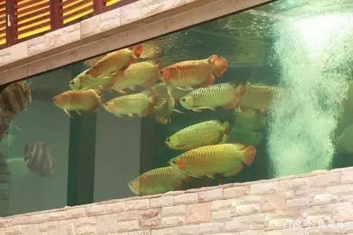 龍魚適合單養(yǎng)還是混養(yǎng)，龍魚單養(yǎng)和混養(yǎng)的優(yōu)缺點