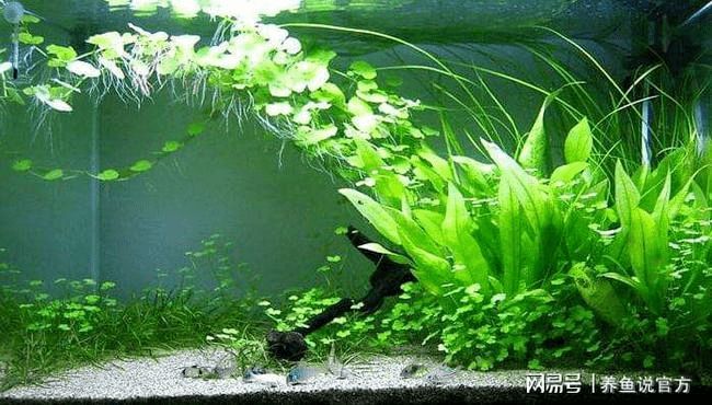 龍魚鑒定機構在哪里:如何查詢龍魚鑒定機構 龍魚百科 第1張 龍魚鑒定機構在哪里:如何查詢龍魚鑒定機構 龍魚鑒定機構在哪里:如何查詢龍魚鑒定機構 龍魚百科 第1張