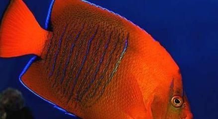 龍魚和蝶魚的價格比較（龍魚和蝶魚的價格信息和市場價格趨勢龍魚價格趨勢）
