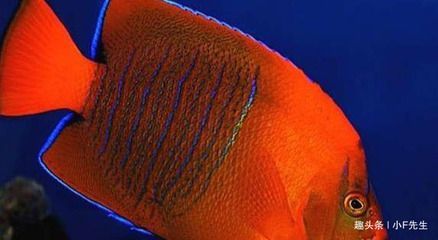 龍魚和蝶魚的價格比較（龍魚和蝶魚的價格信息和市場價格趨勢龍魚價格趨勢）