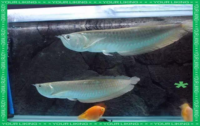 銀龍魚為什么好養(yǎng)活
