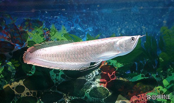銀龍魚為什么好養活