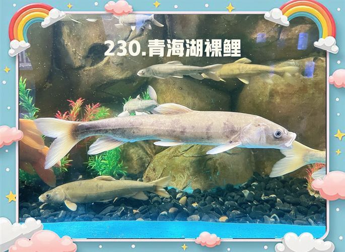 裸鯉圖片