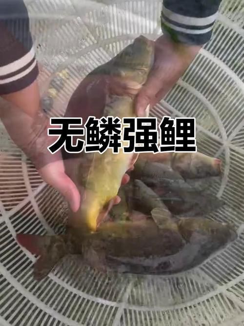 裸鯉圖片