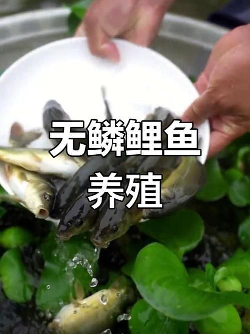 裸鯉圖片