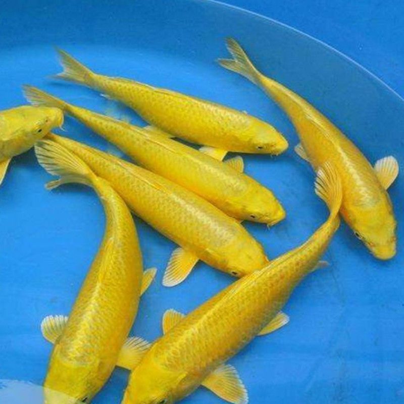 喂龍魚的活飼料魚怎么處理干凈呢：喂龍魚的活飼料魚怎么處理