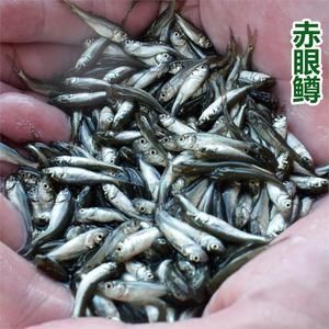 喂龍魚的活飼料魚怎么處理干凈呢：喂龍魚的活飼料魚怎么處理