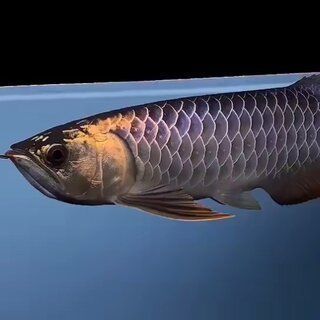 古典龍魚用什么顏色燈比較好（古典龍魚的燈光選擇需要考慮其品種和成長階段來決定）