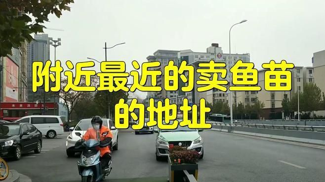 鯉魚(yú)苗哪里有出售