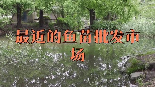 鯉魚(yú)苗哪里有出售