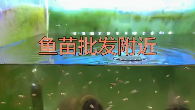 鯉魚苗哪里有出售