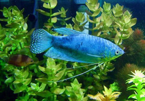 藍色的龍魚多少錢一斤圖片 藍色的龍魚多少錢一斤圖片 龍魚百科 第2張