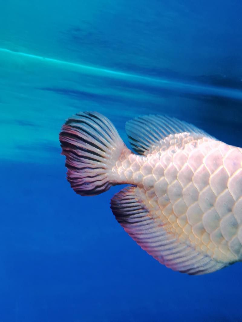 藍色的龍魚多少錢一斤圖片 藍色的龍魚多少錢一斤圖片 龍魚百科 第8張