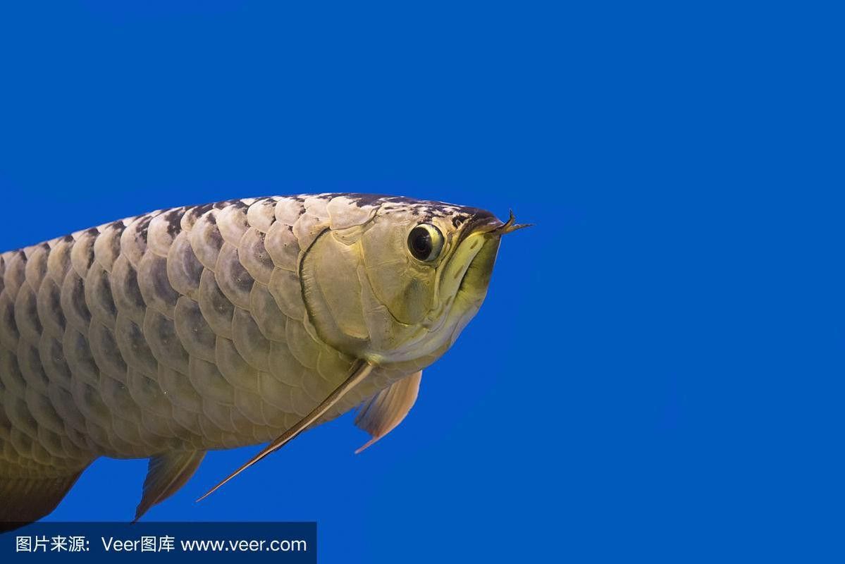 藍色的龍魚多少錢一斤圖片 藍色的龍魚多少錢一斤圖片 龍魚百科 第18張